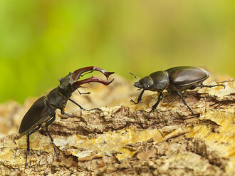 zwei Käfer auf einem Baumstamm