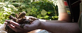 Foto: Wald und Holz NRW Zapfen in einer Hand