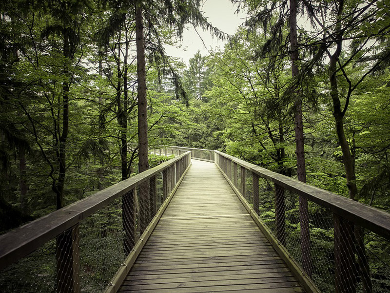 Wald