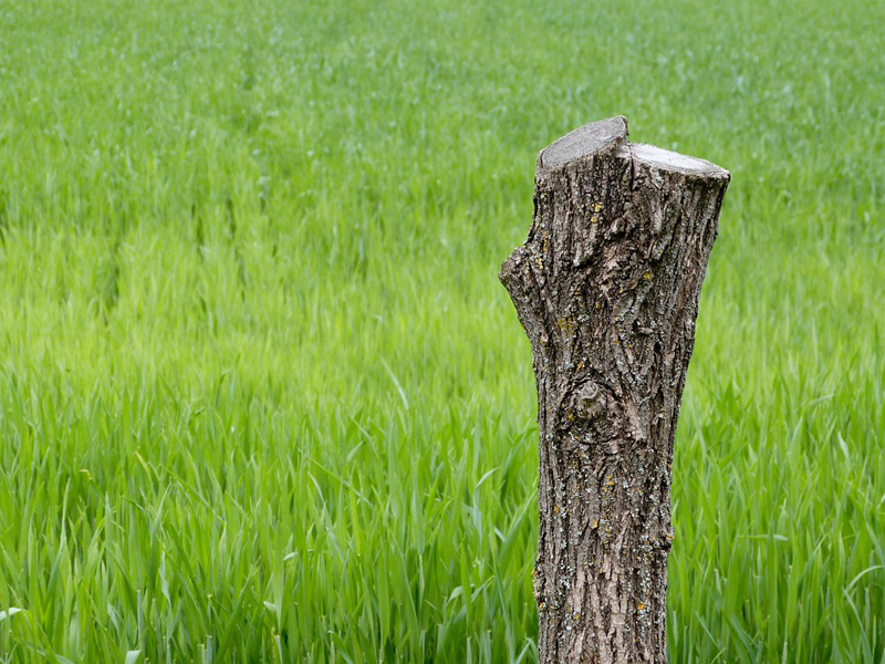 Wiese mit Baumstumpf