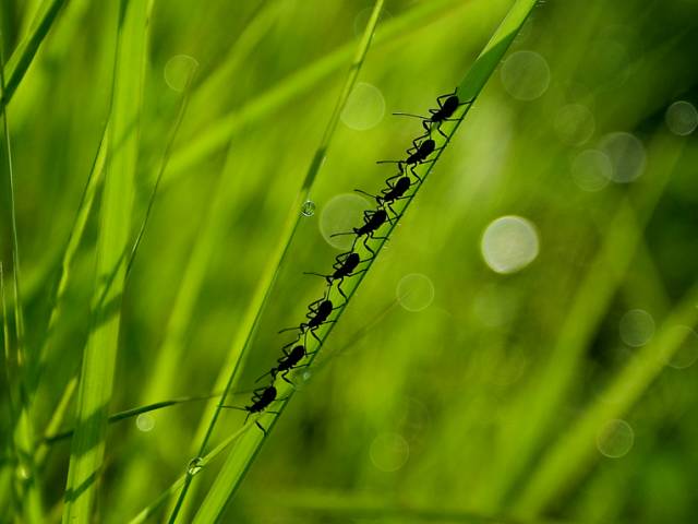 Natur