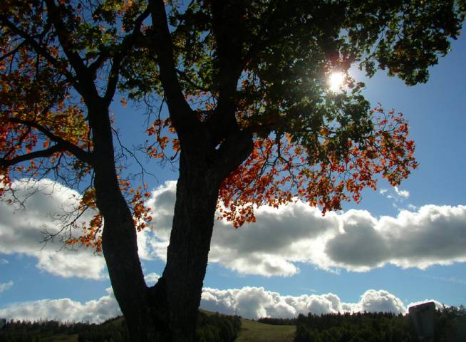 Baum