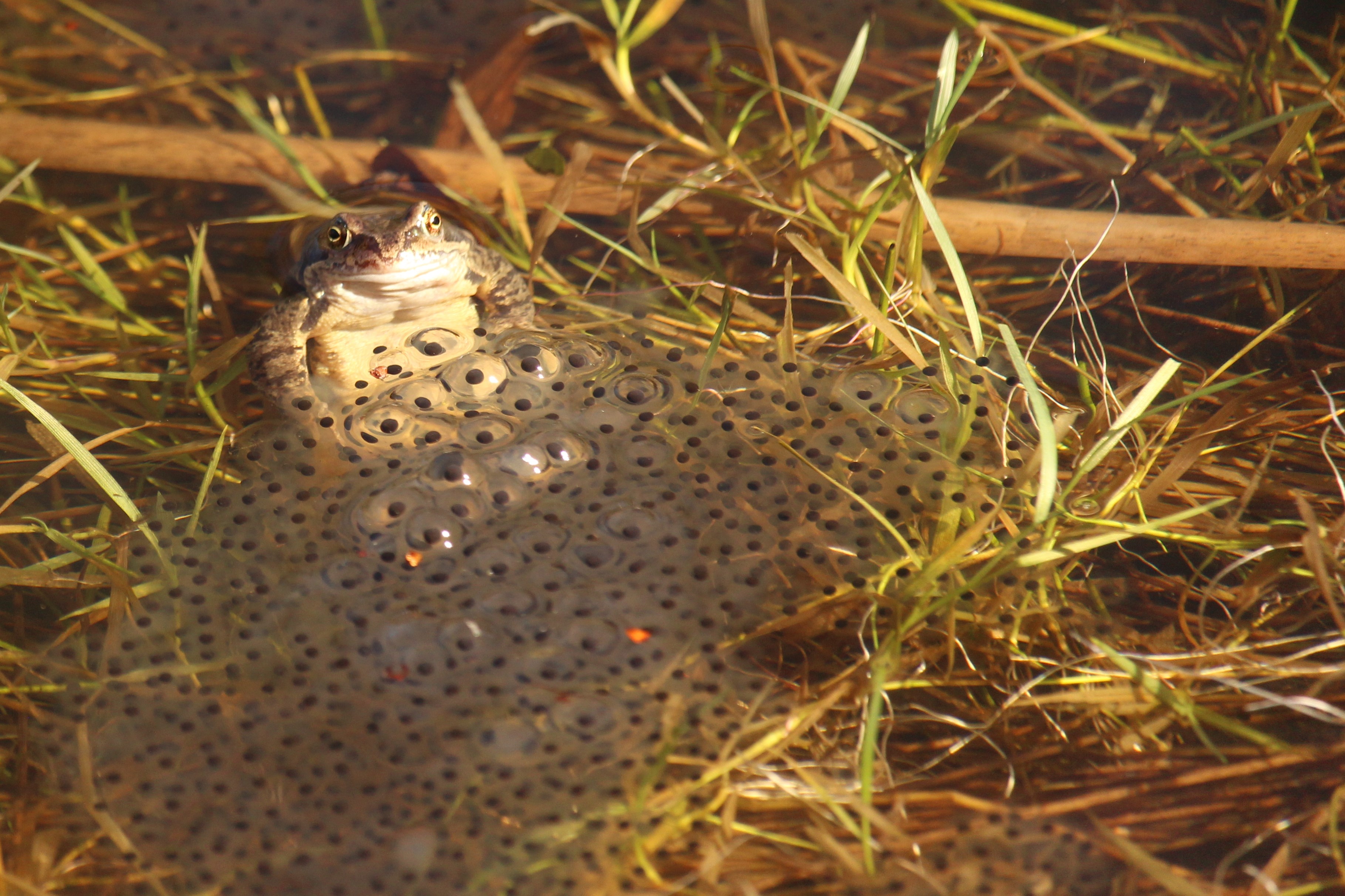 „Frühlingsgefühle“- männlicher Grasfrosch am Laichballen im Forsthaustümpel