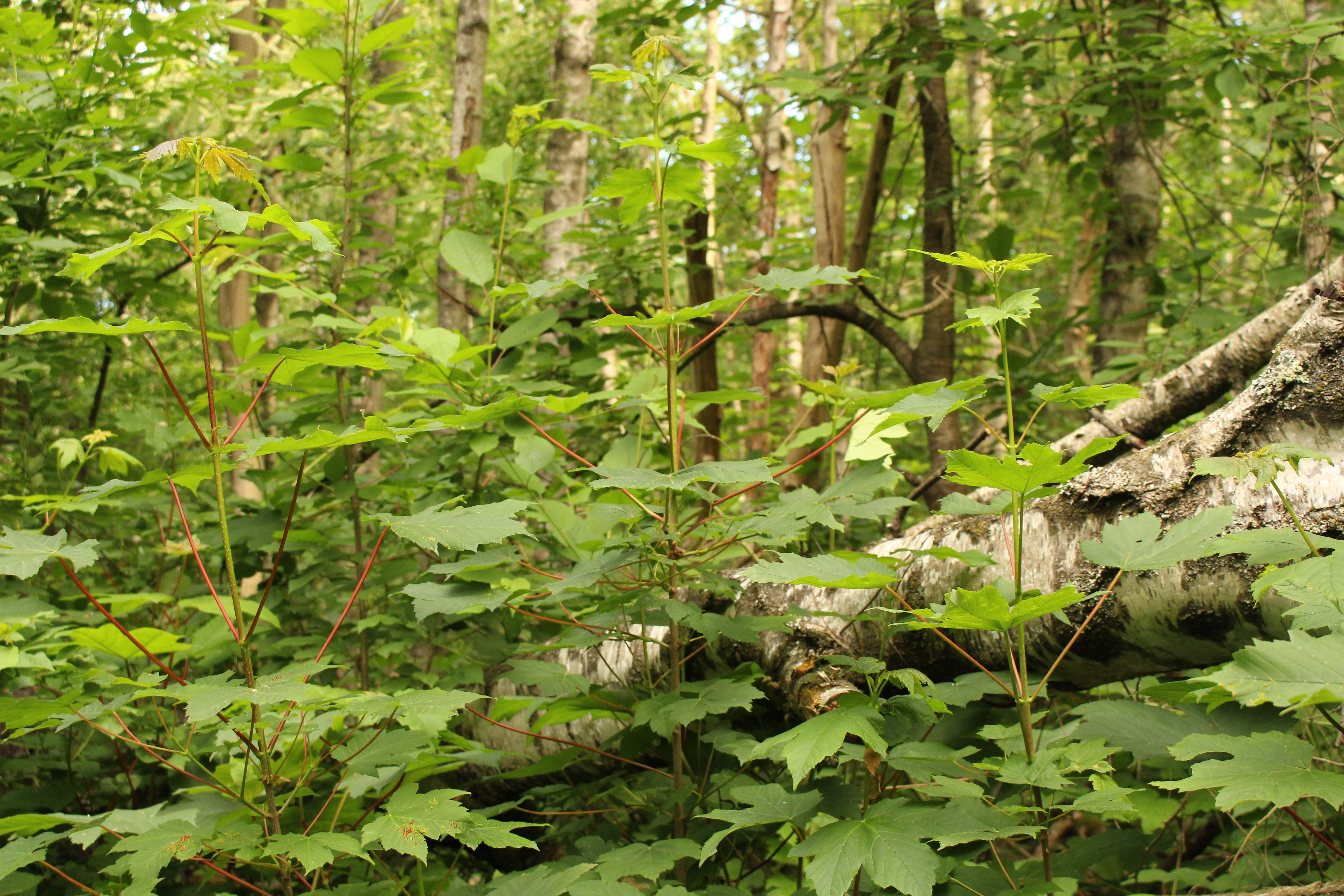 „Heilungskräfte“- sturmgeschädigter Birken-Pionierwald und Bergahorn-Naturverjüngung als kommende 2. Waldgeneration