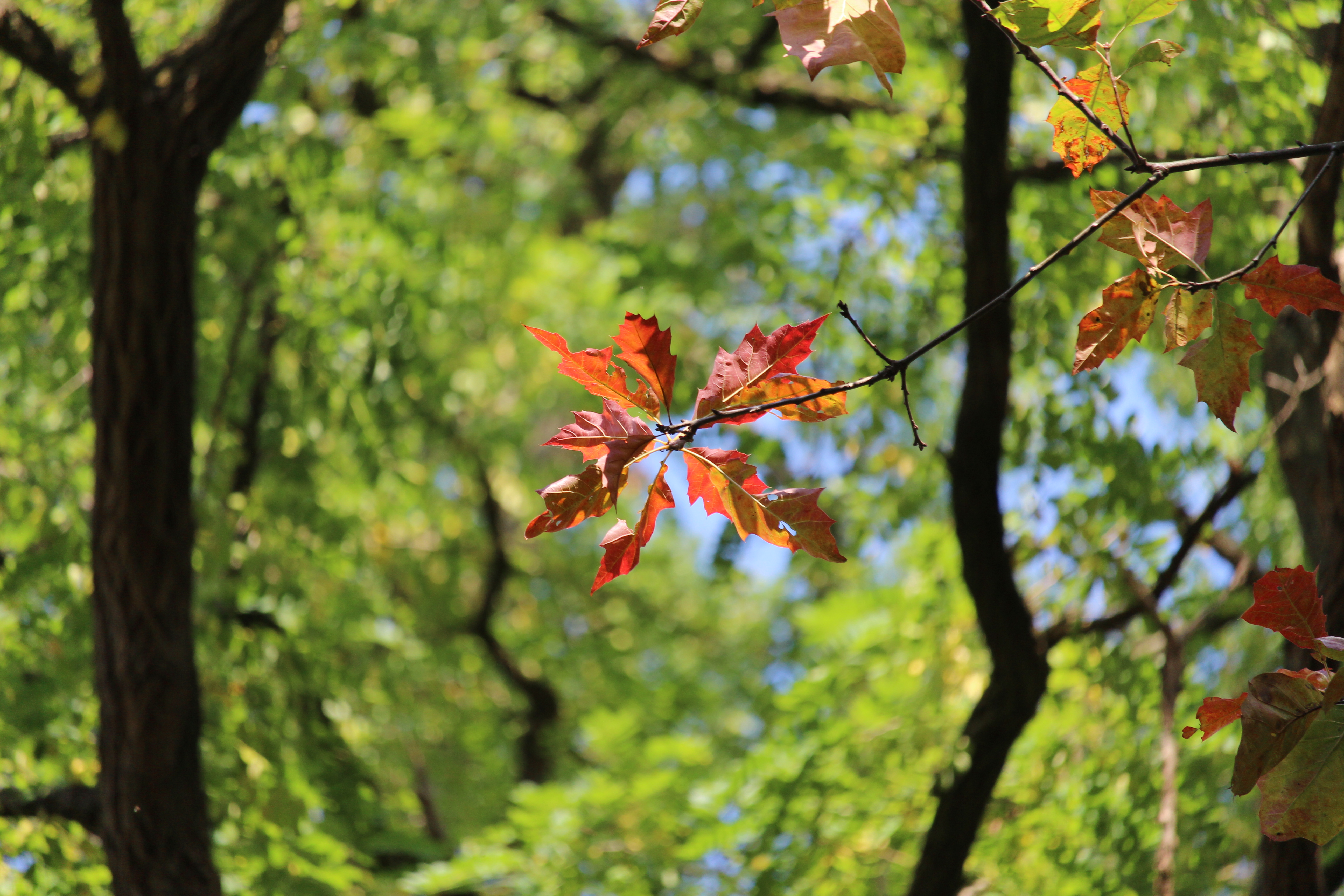 Herbststimmung“ -  Roteiche vor Robinienhintergrund
