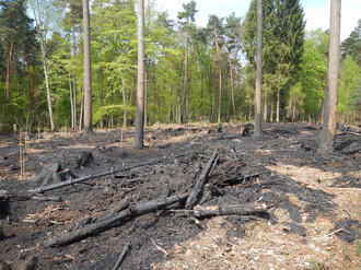 Verbrannter Waldboden