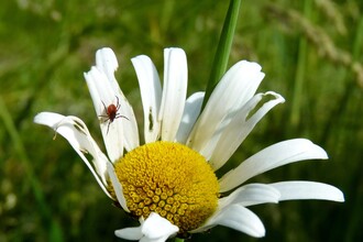 Gänseblümchen mit Zecke