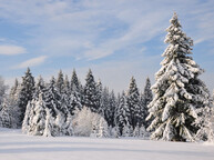 Verschneiter Wald