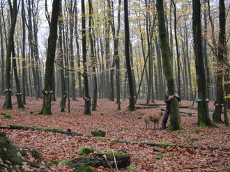 Mehrere Teilnehmer umarmen jeweils einen Baum