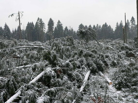 Zerstörter Wald