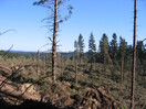 Zerstörte Waldfläche