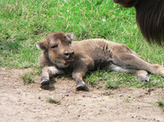 Wisent Kalb