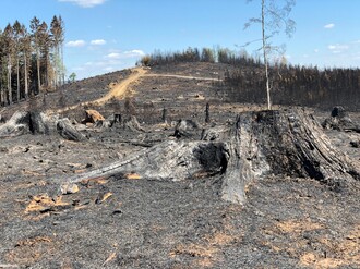 Waldbrände in NRW, wie der auf dem Hömerich bei
Gummersbach im Frühjahr, nehmen zu (Bildquelle: Wald und Holz
NRW, Thomas Nilius)