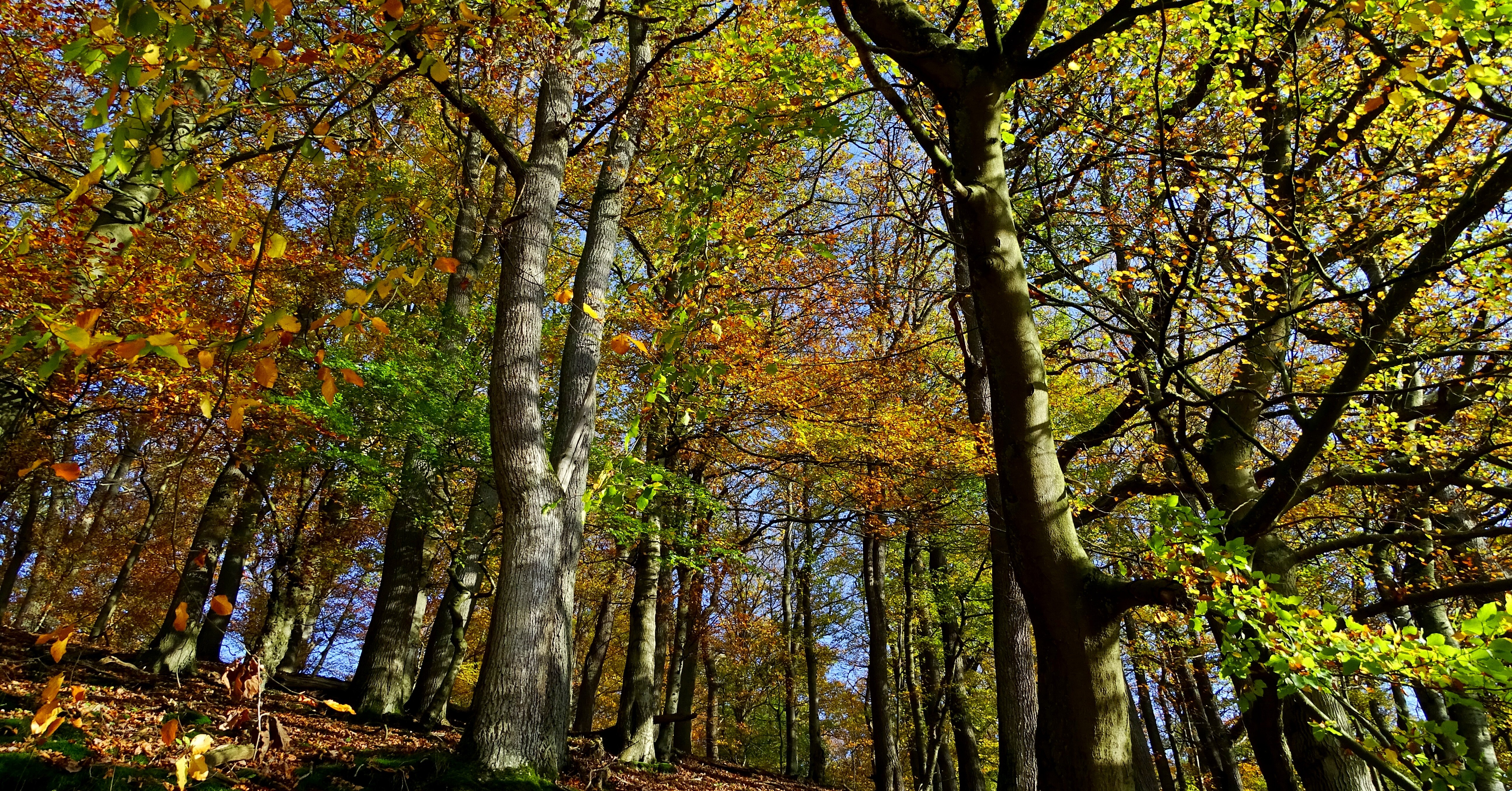 Wald Wald
