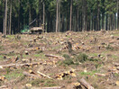 Zerstörte Waldfläche
