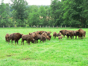 Wisent Herde