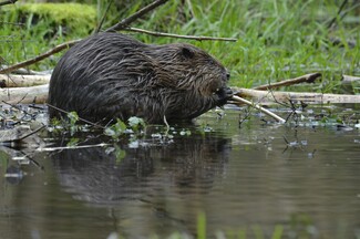 Ein großer Biber sitzt an einem kleinem Bach und hält mit seinen Pfoten einen kleinen Stock den er für seinen Bau bearbeitet