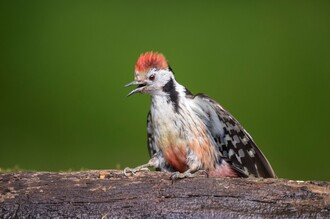 Der Mittelspecht - typischer Bewohner naturnaher und alter Eichenwälder. (Bildautor: Michael Gerber)