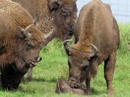 neugeborenes Wisent im Gras