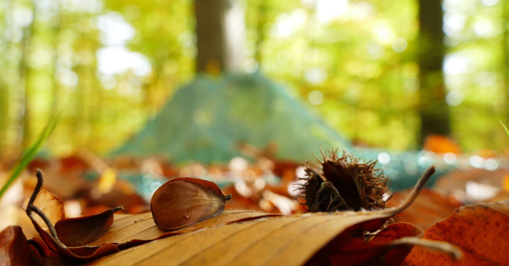 Geringste Saatguternte seit 10 Jahren in NRW Wald & Holz