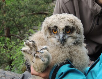 Bild 2: Ebenso unterstützen zahlreiche Wissenschaftlerinnen und Wissenschaftler in ehrenamtlichem Einsatz die Forschung im Nationalpark Eifel, wie hier bei der Beringung eines Junguhus im Kermeter. (Foto: Nationalparkverwaltung Eifel/A. Pardey)