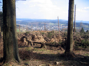 Zerstörter Wald