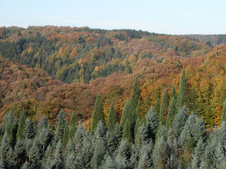 Wald mit verschiedenen Baumarten