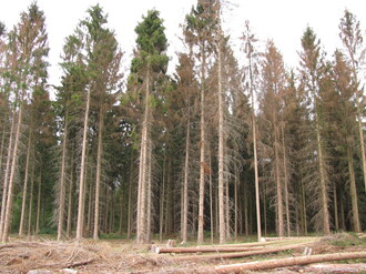 Foto: D. Albrecht, Wald und Holz NRW