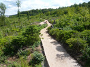 Waldweg Grenzenlos Pfad