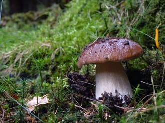 Quelle: Wald und Holz Foto: Jan Preller
