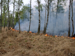 Waldbrand