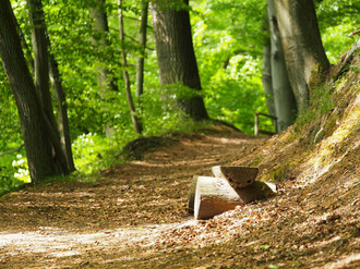 Sonniger Waldweg