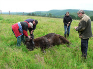 Wisent liegt am Boden und wird geimpft