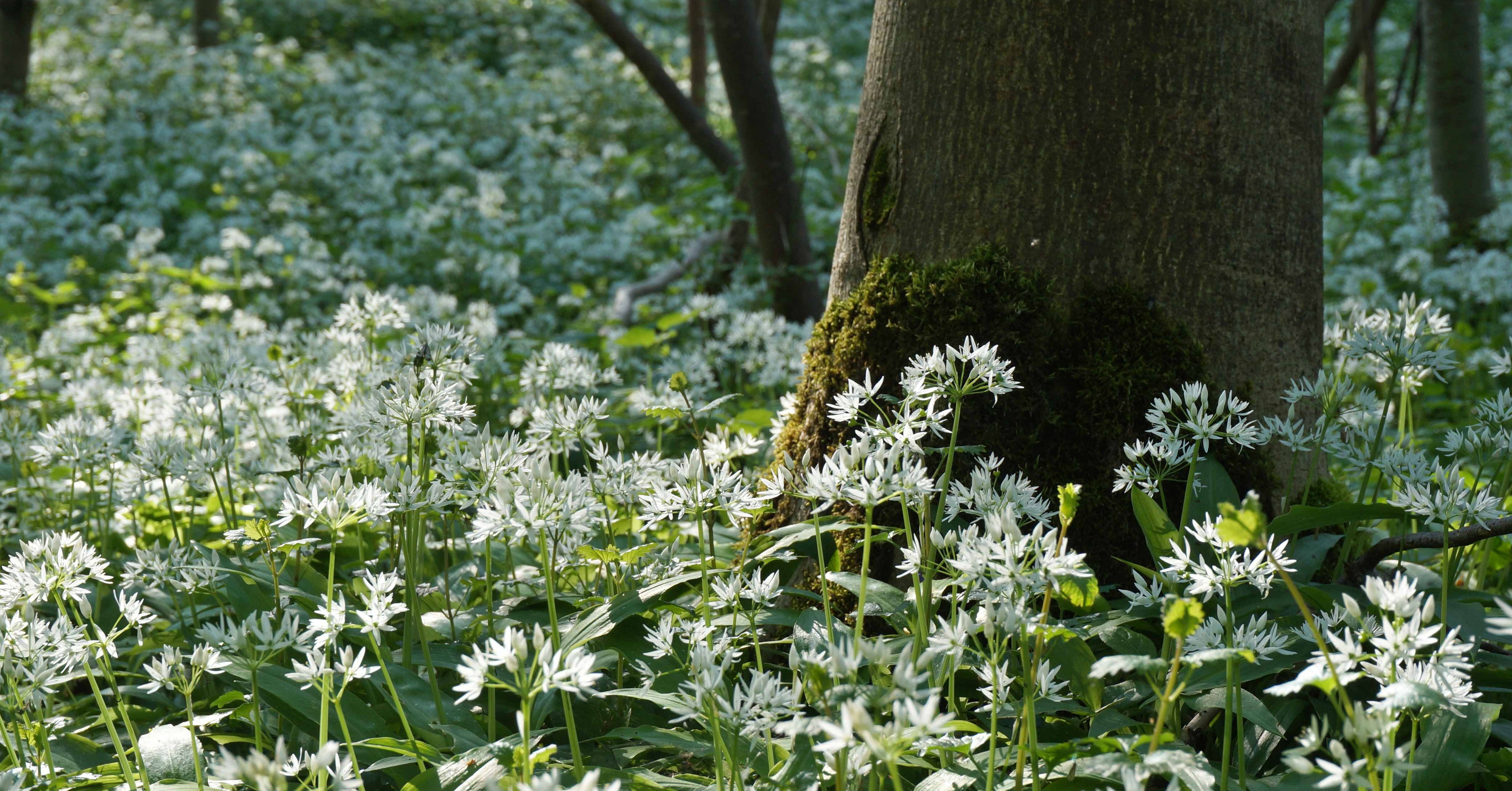 Die Geschichte Der Fruhjahrsbluher Im Wald Wald Holz