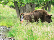 Wisent Geburt