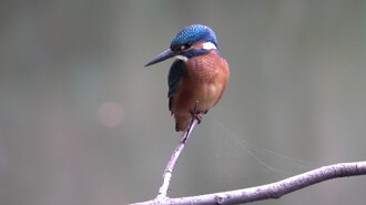Eisvogel Bildquelle: „Schlüter/ Stamm“