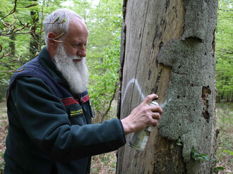 Förster markiert einen Baum