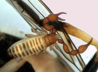 Bild 2: Im Nationalpark Eifel wurde der Pseudoskorpion Anthrenochernes stellae entdeckt, der sehr selten und ein Altwaldindikator ist. Sie nutzen unter anderem Fliegen um sich fortzubewegen.