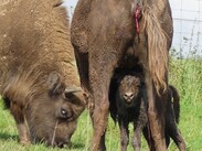 Neugeborenes unter der Mutter