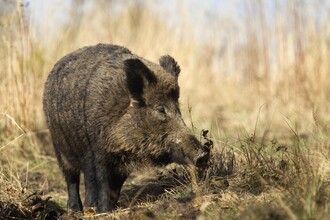 Auf der Suche nach Nahrung machen Wildschweine sowohl Landwirten als auch privaten Gartenbesitzern zu schaffen. (Foto: Nationalparkverwaltung Eifel/V. Möller)