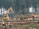 Aufräumarbeiten mit Bagger im Wald