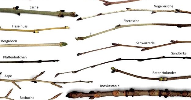 Knospen der Waldbäume Wald & Holz