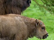 kleines Wisent