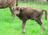 Wisent Kalb