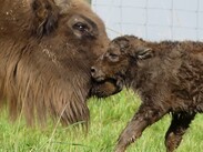 Neugeborenes schmust mit der Mutter