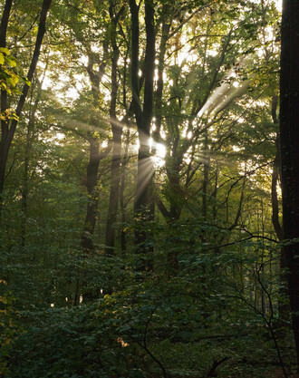 Quelle: Uwe Schölmerich, Wald und Holz NRW