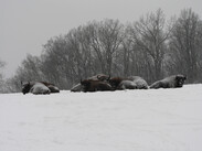 Wisentherde liegt im Schnee