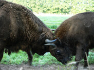 Wisent Bullen stößen mit den Hörnern gegeneinander