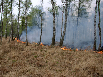 hohes, dürres Gras wird stark ausgetrocknet durch Sonnenstrahlen die durch das lichte Kronendach der Bäume kommen