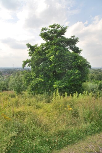 Die Robinie als Einzelbaum in der Landschaft (Foto: Kirstin Nieland, Wald und Holz NRW)